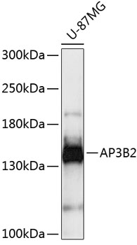 AP3B2 Rabbit pAb