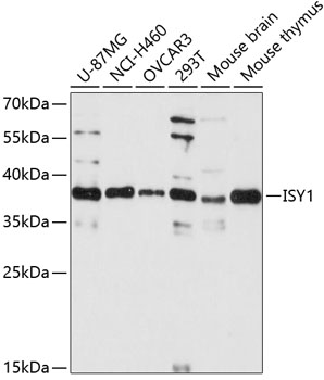 ISY1 Rabbit pAb