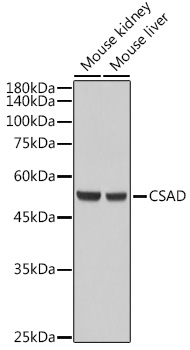 CSAD Rabbit pAb