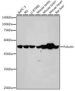 Fukutin Rabbit mAb