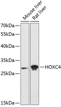 HOXC4 Rabbit pAb