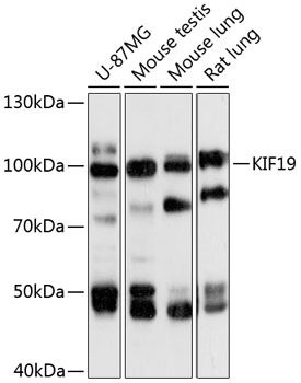 KIF19 Rabbit pAb