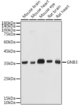 GNB3 Rabbit pAb