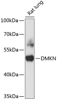 DMKN Rabbit pAb