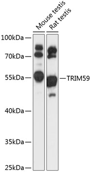 TRIM59 Rabbit pAb