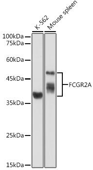 FCGR2A Rabbit pAb
