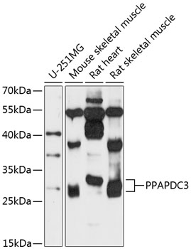 PPAPDC3 Rabbit pAb