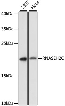 RNASEH2C Rabbit pAb