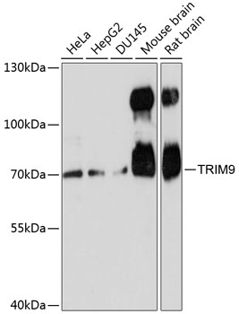 TRIM9 Rabbit pAb