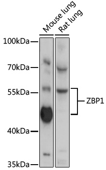 ZBP1 Rabbit pAb