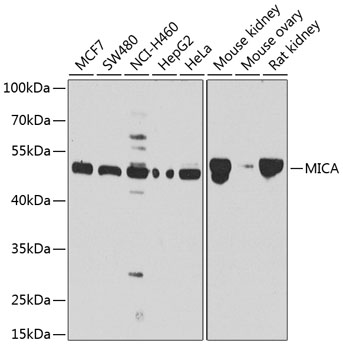 MICA Rabbit pAb