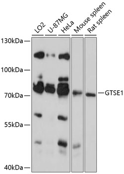 GTSE1 Rabbit pAb