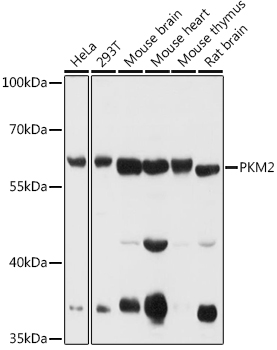 PKM2 Rabbit pAb