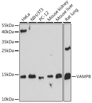 VAMP8 Rabbit pAb