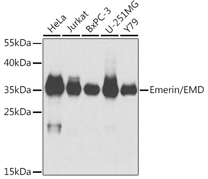 Emerin/EMD Rabbit pAb