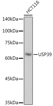 USP39 Rabbit mAb