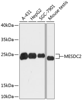 MESDC2 Rabbit pAb
