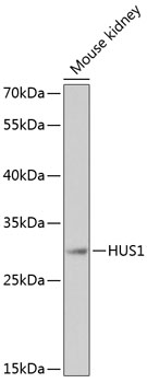 HUS1 Rabbit pAb
