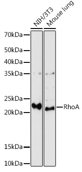 RhoA Rabbit pAb