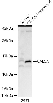 CALCA Rabbit pAb