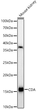 CDA Rabbit pAb