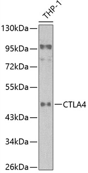 CD152/CTLA-4 Rabbit pAb
