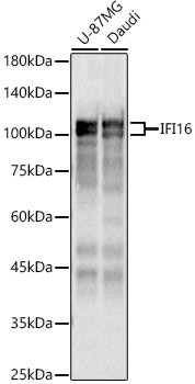IFI16 Rabbit pAb