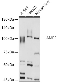 [KO Validated] LAMP2 Rabbit pAb