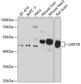 LMX1B Rabbit pAb