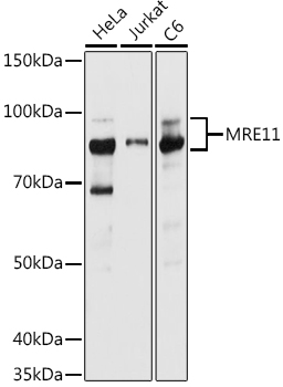 MRE11 Rabbit pAb
