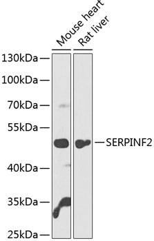 SERPINF2 Rabbit pAb