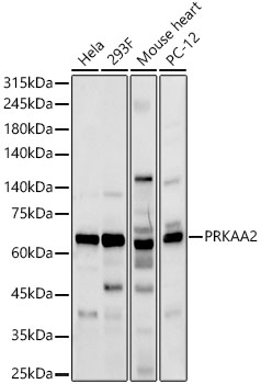 AMPK_2 Rabbit pAb