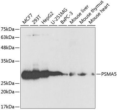 PSMA5 Rabbit pAb