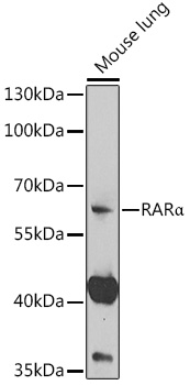RAR_ Rabbit pAb
