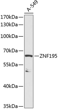 ZNF195 Rabbit pAb