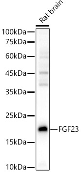 FGF23 Rabbit pAb