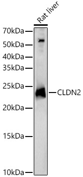 CLDN2 Rabbit pAb