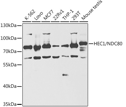 HEC1/NDC80 Rabbit pAb