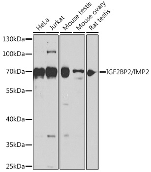 IGF2BP2/IMP2 Rabbit pAb