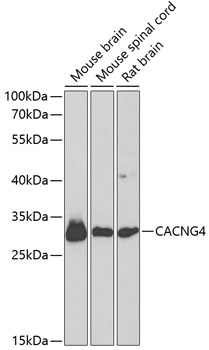 CACNG4 Rabbit pAb