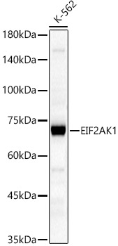 EIF2AK1 Rabbit pAb