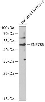 ZNF785 Rabbit pAb