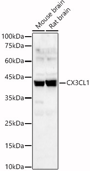 CX3CL1 Rabbit pAb