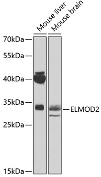 ELMOD2 Rabbit pAb