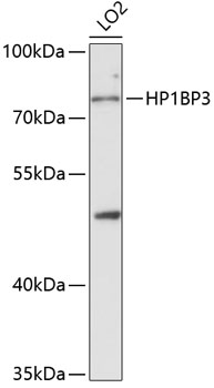 HP1BP3 Rabbit pAb