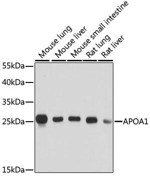 APOA1 Rabbit pAb