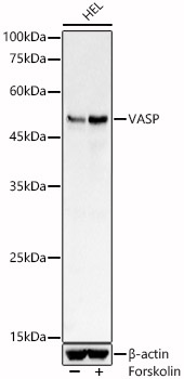 VASP Rabbit pAb