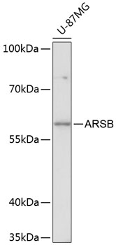 ARSB Rabbit pAb