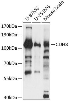CDH8 Rabbit pAb