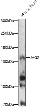 JAG2 Rabbit pAb